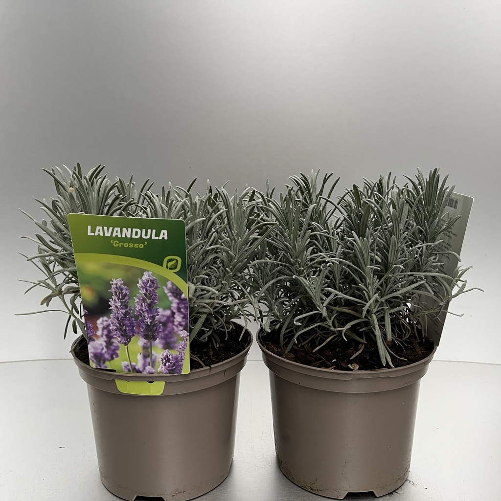 [LAVGROSS-C2] Lavandula int. 'Grosso'