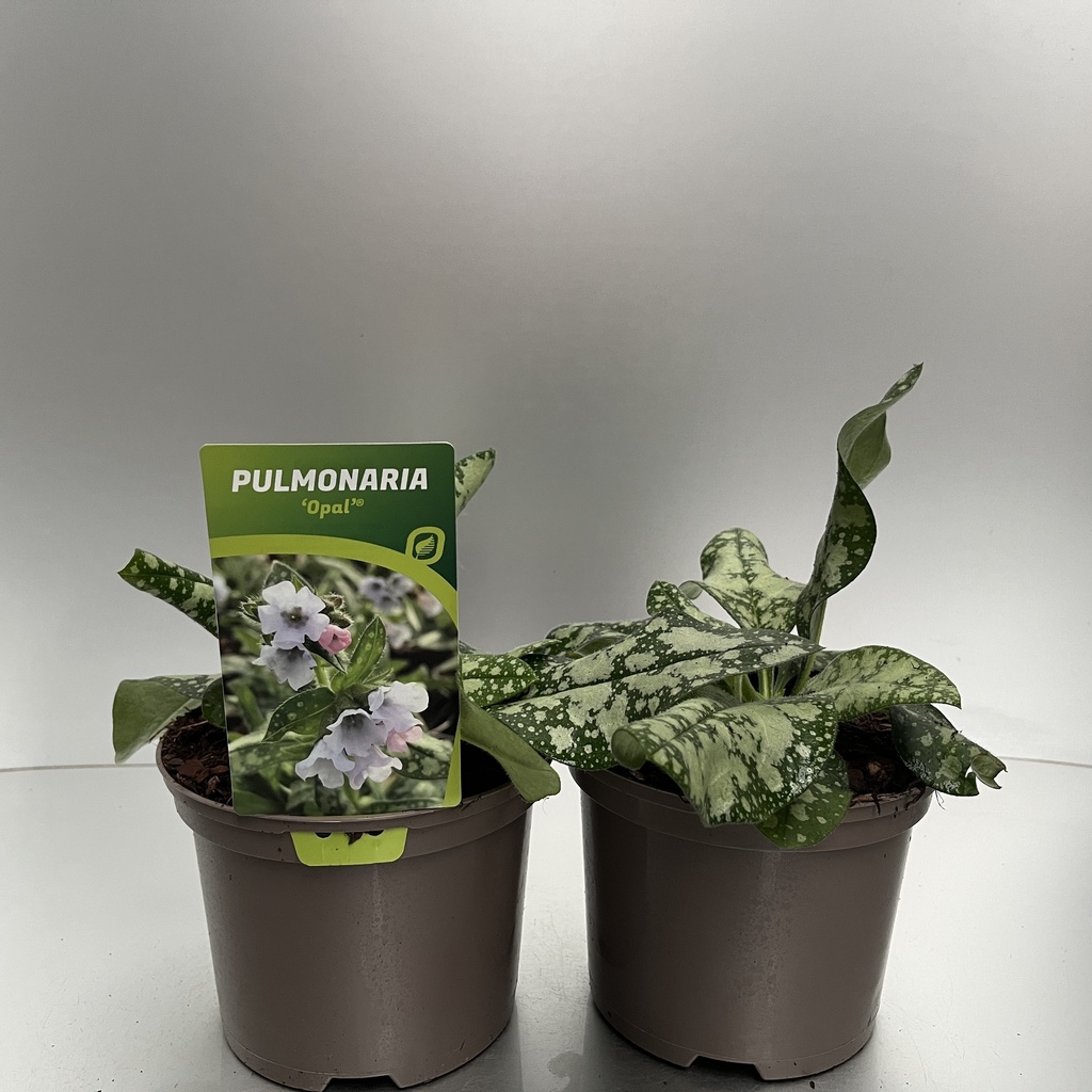 [PULOPAL-C2] Pulmonaria 'Opal'®